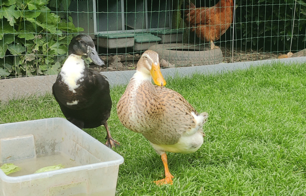 Dierenverzorger